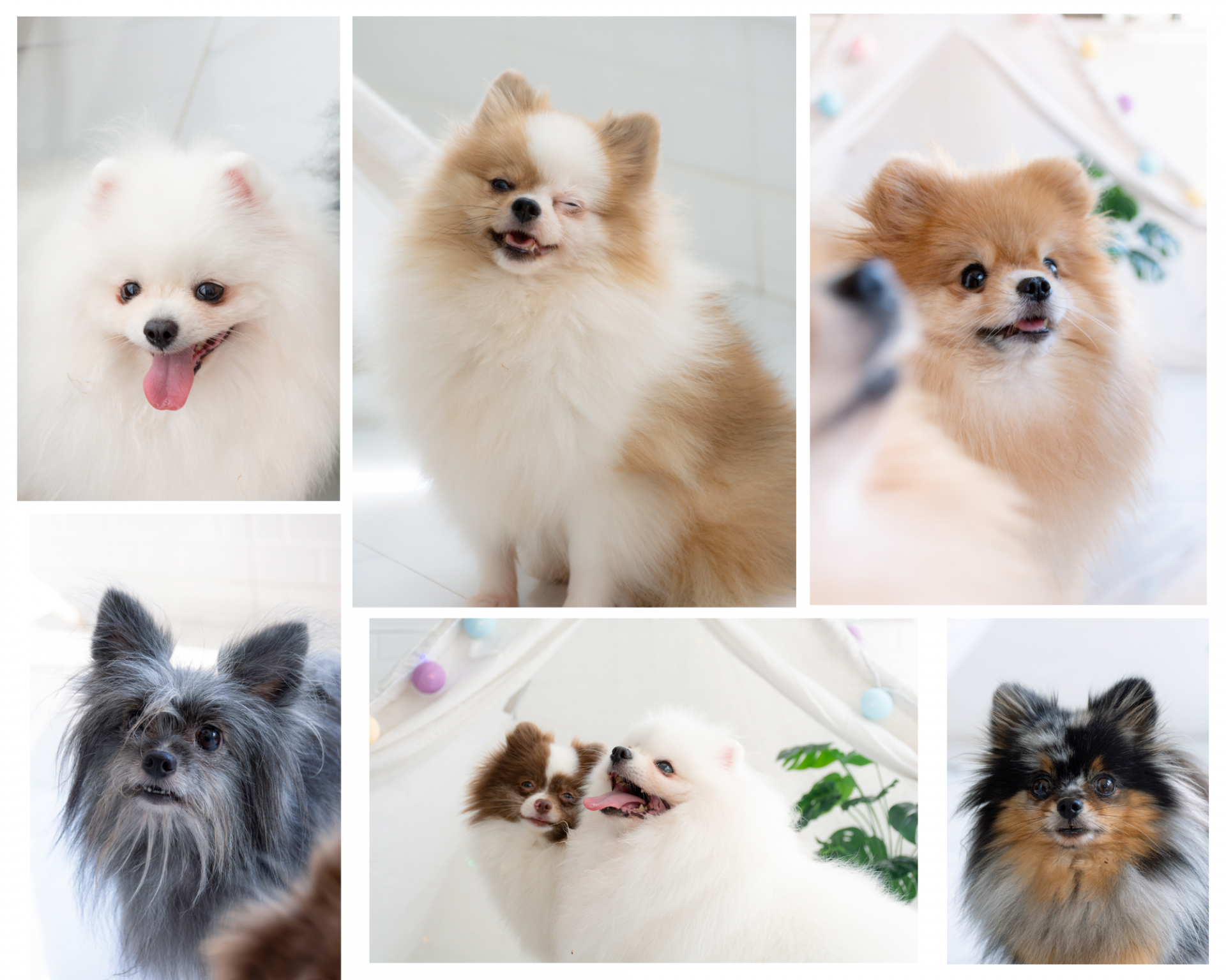 Brown Cute Dogs Photo Collage